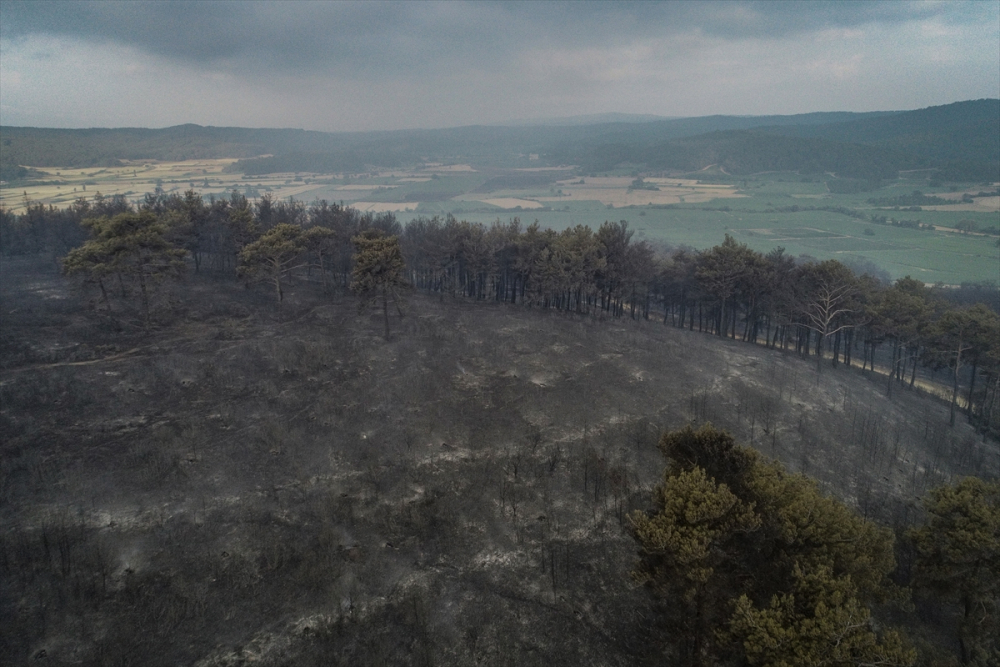 Çanakkale'deki orman yangını binlerce ağacı yok etti 14