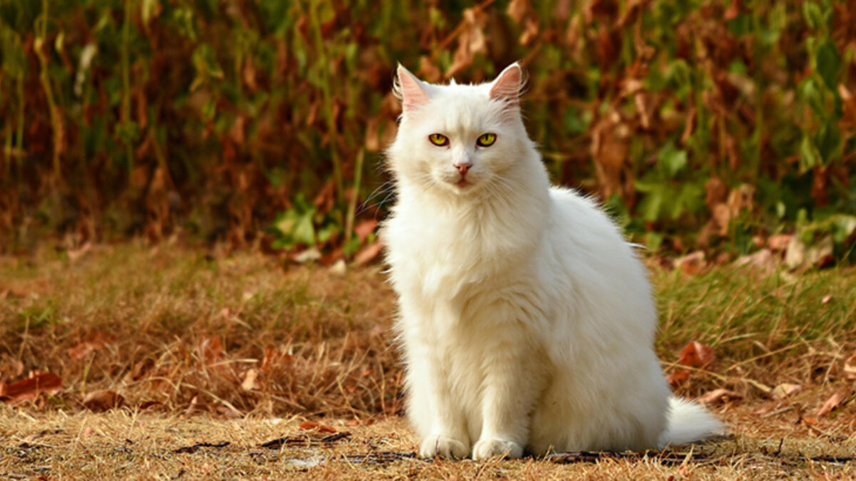 Ruyada Kedi Sevmek Tabiri Ruyada Beyaz Kedi Gormek
