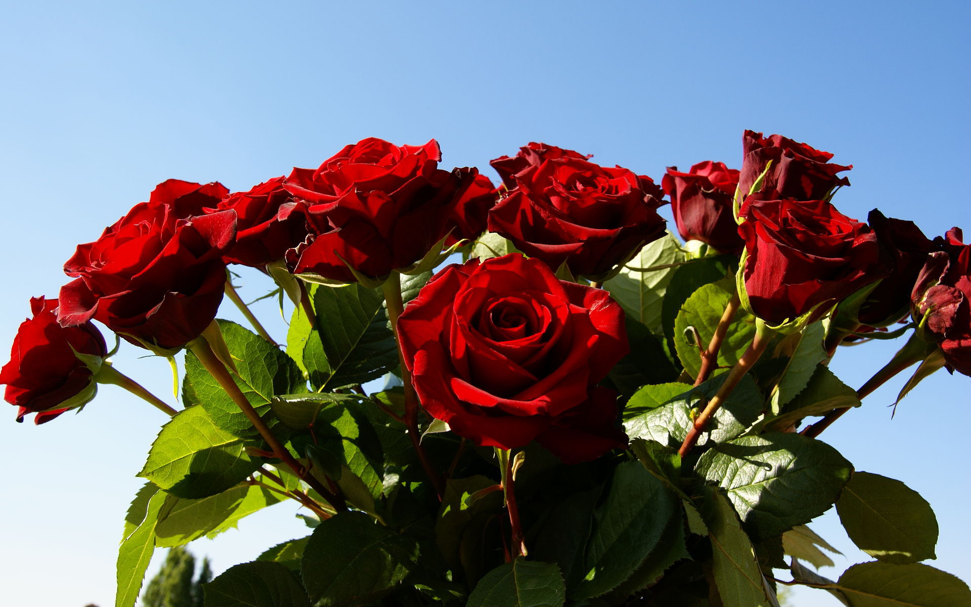 holidays-international-womens-day-red-roses-on-march-8-against-the-sky-060661.jpg