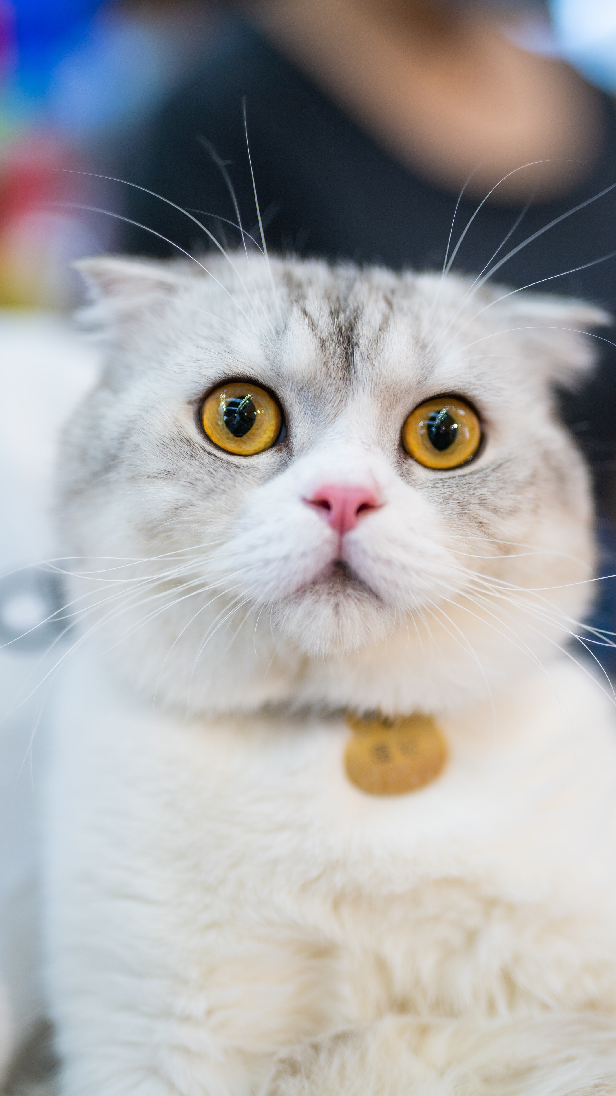 Dünya Kediler Günü nedir, nasıl ortaya çıktı? En tatlı Kediler Günü mesajları 