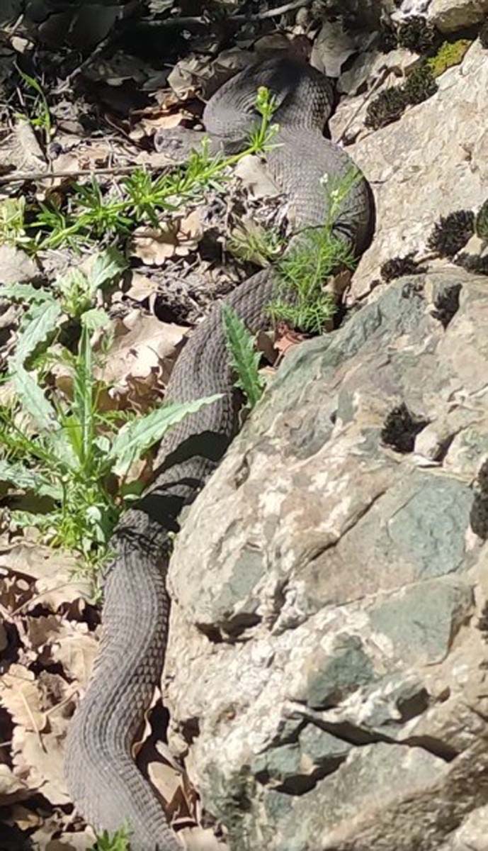 Elazığ Alacakaya'ya yılan paniği! Görenler inanamadı: 3 metre uzunluğundaki yılan panik yarattı 
