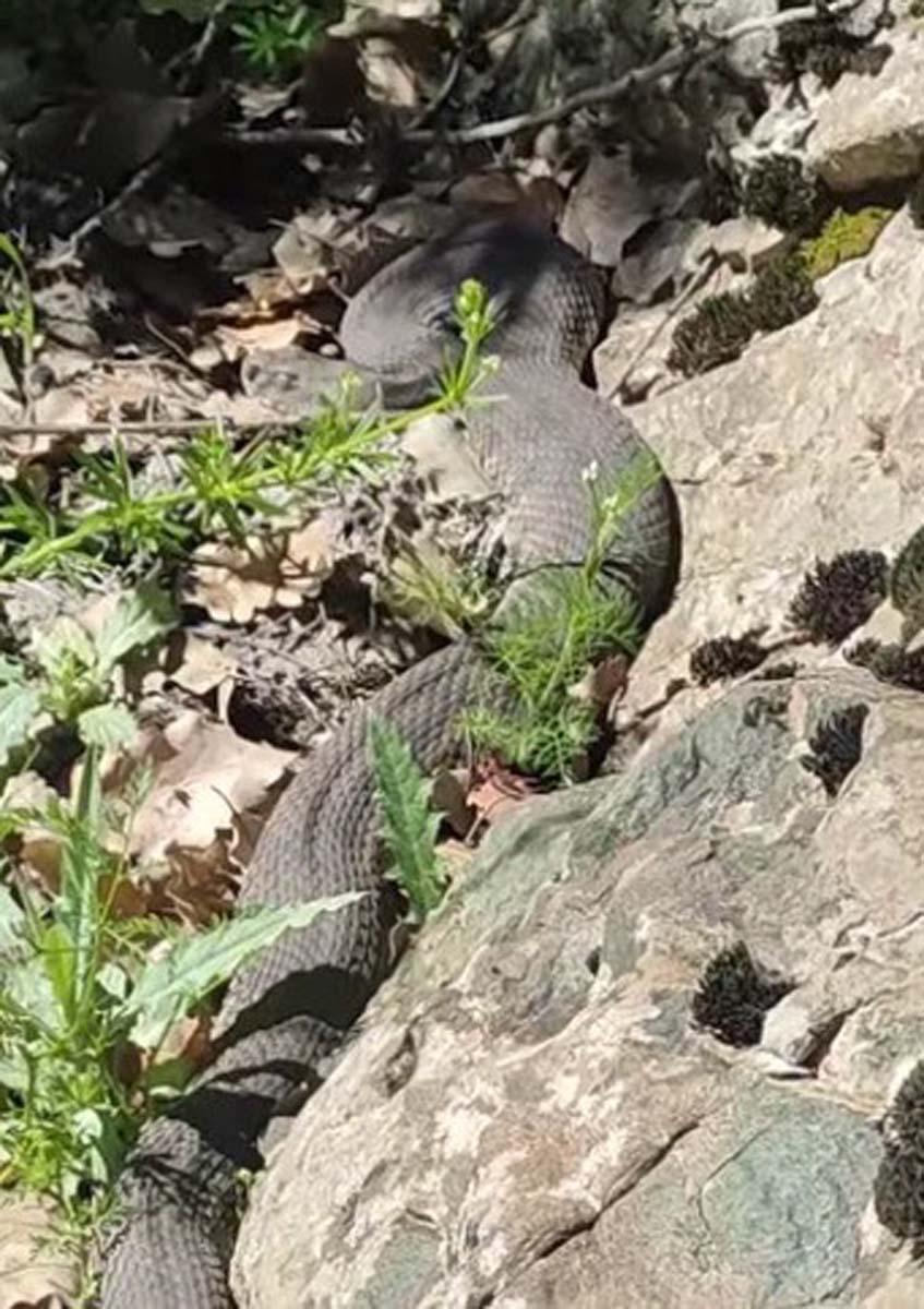 Elazığ Alacakaya'ya yılan paniği! Görenler inanamadı: 3 metre uzunluğundaki yılan panik yarattı 