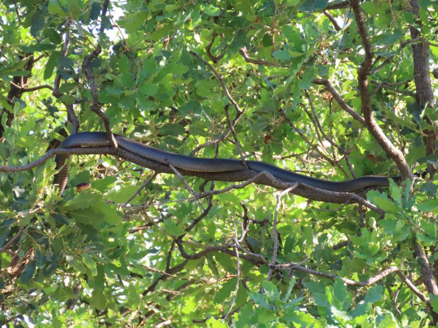 Dev yılan vatandaşa korku saldı! 3 metrelik yılanları görenler hayrete düştü!