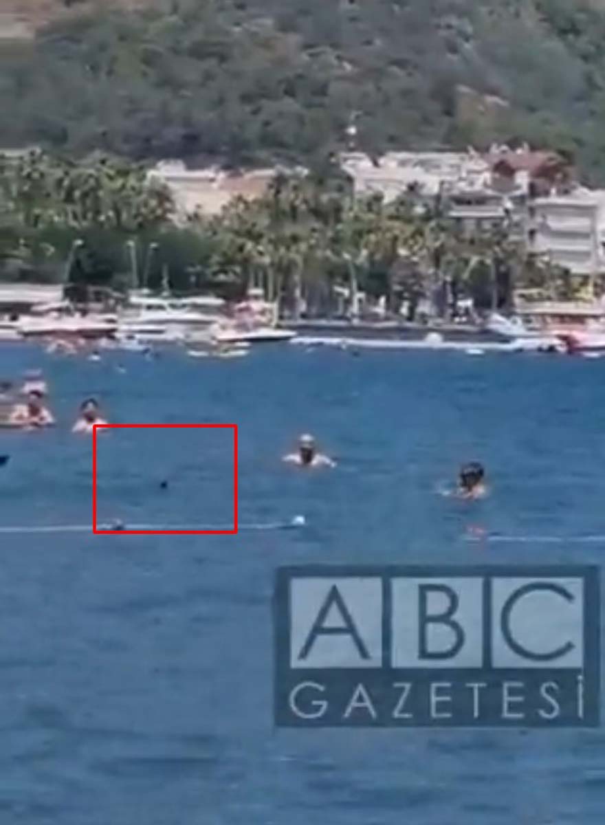 Muğla Marmaris'te köpek balığı paniği! Vatandaşlar köpek balığının başına pas pasla vurdu! O anların videosu viral oldu 