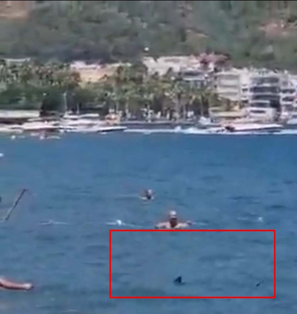 Muğla Marmaris'te köpek balığı paniği! Vatandaşlar köpek balığının başına pas pasla vurdu! O anların videosu viral oldu 