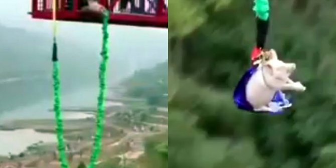 Çin'de domuza bungee jumping yaptırıldı! Video sosyal medyada büyük tepki topladı