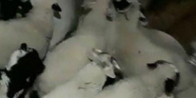 Kuzuların garip davranışlarını videoya alıyordu, bir anda depreme yakalandı