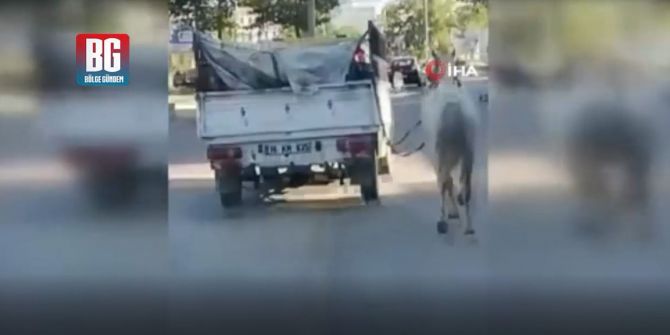 Vicdansızlık görüntüleri! Atı kamyonete bağlayıp yol boyunca zorla koşturdu
