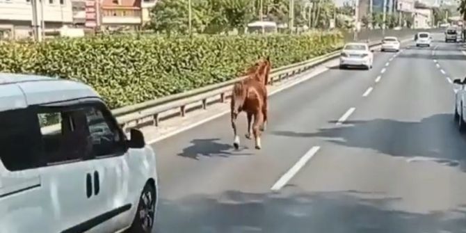 Trafikte dörtnala giden at görenleri şaşkına çevirdi!