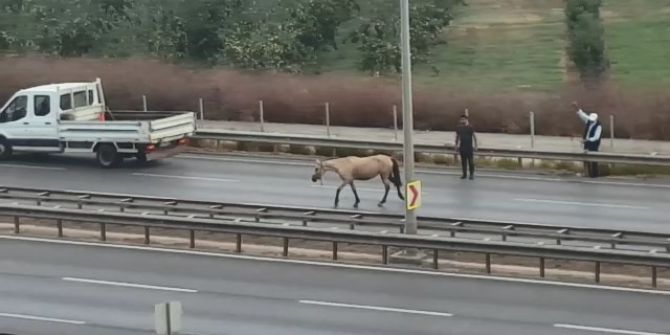 Trafikteki başı boş at ortalığı birbirine kattı!