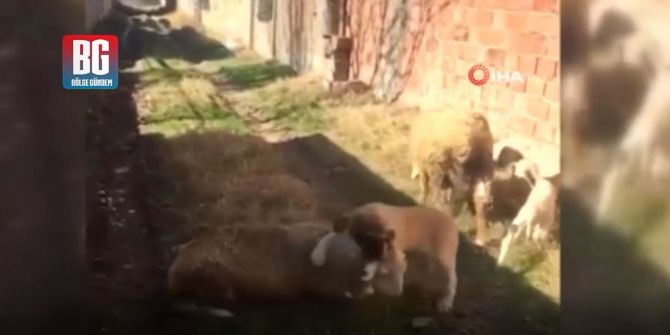 Burdur'da vahşet görüntüleri! Koyunu köpeğe boğdurup sosyal medyada yayınladı